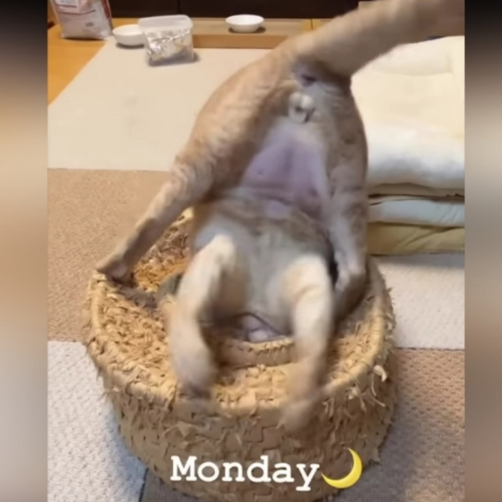 MONDAYS...ya know? Cat Distribution System Repurposed To Distribute Free Stuff